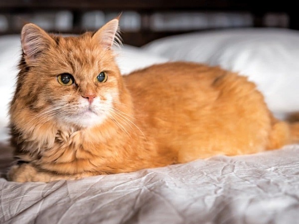 Luận giải ý nghĩa giấc mơ thấy mèo vàng dự báo may mắn hay tai họa sắp tới?