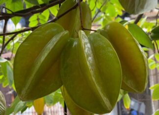 Mơ thấy ăn khế đánh con gì? Có phải điềm báo tích cực?