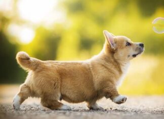 Nằm mơ thấy con chó có ý nghĩa gì?