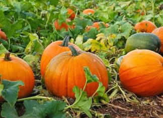 Đi đường thấy quả bí ngô ẩn ý điều gì, số mấy may mắn?