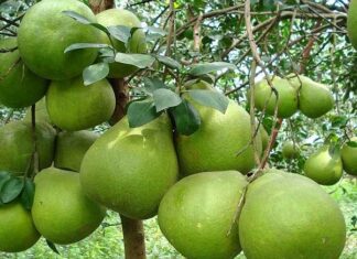 Đi đường thấy quả bưởi có con gì may mắn ý nghĩa gì tốt lành