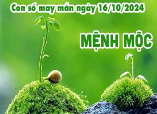 Nhận định con số may mắn người mệnh Mộc ngày 16/10/2024 thứ 4 hôm nay