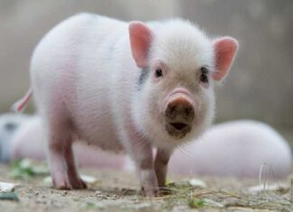 Tử vi tuổi Hợi 27/4/2025, con số may mắn tuổi Hợi hôm nay