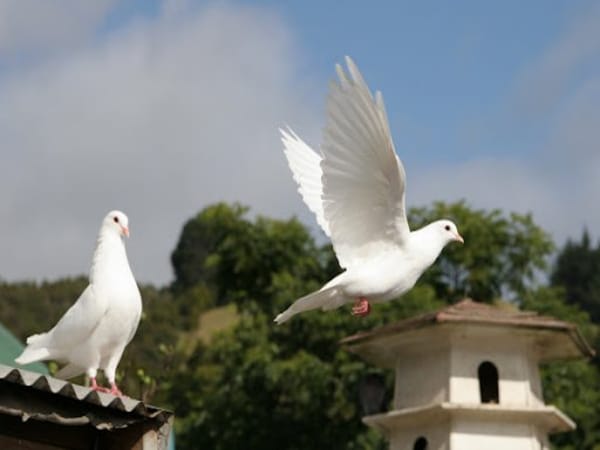 Vì sao bồ câu lại bay vào nhà bạn