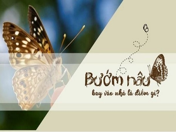Bướm nâu bay vào nhà báo hiệu điều gì?