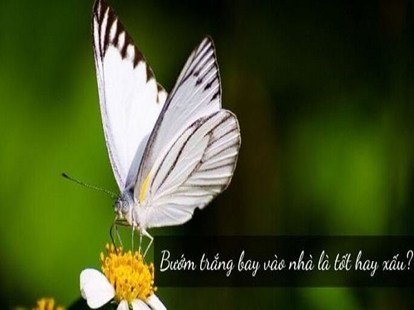 Luận điềm báo khi bướm trắng bay vào nhà