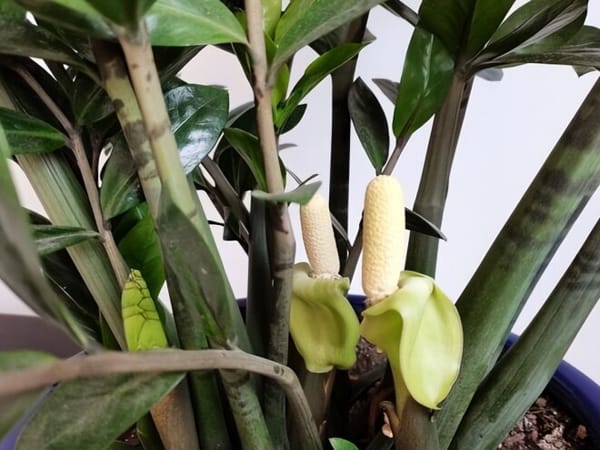 Cây Kim Tiền nở hoa có ý nghĩa gì trong phong thủy