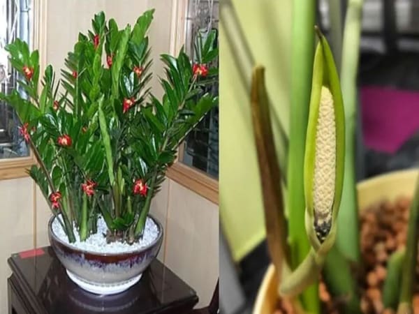 Tổng quan về cây Kim Tiền trong phong thủy