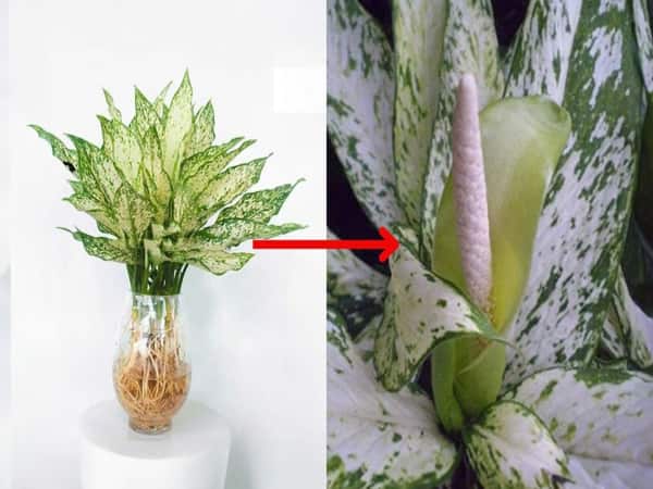 Cây Ngọc Ngân – Loài Cây Cân Bằng Âm Dương