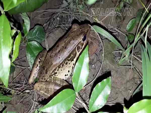 Con chão chuộc là con gì?