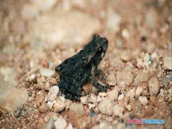 Cóc đen là loài vật như thế nào? Cóc đen là loài vật như thế nào?