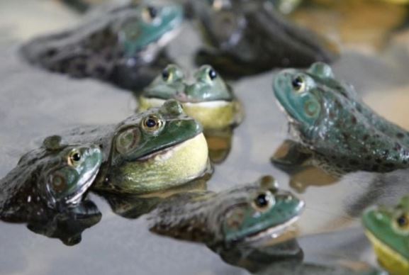 Đặc điểm của loài ễnh ương