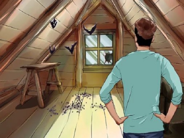 Giải mã hiện tượng dơi bay vào nhà chết