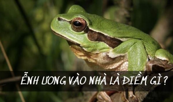 Ễnh ương vào nhà báo hiệu điều gì trong phong thủy?