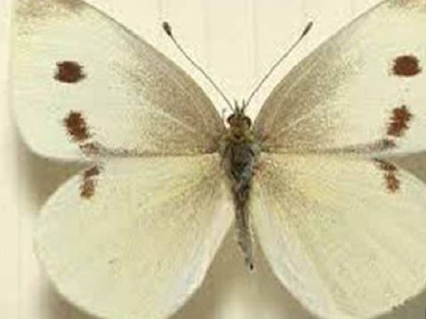 Góc nhìn khoa học về hiện tượng bướm trắng vào nhà