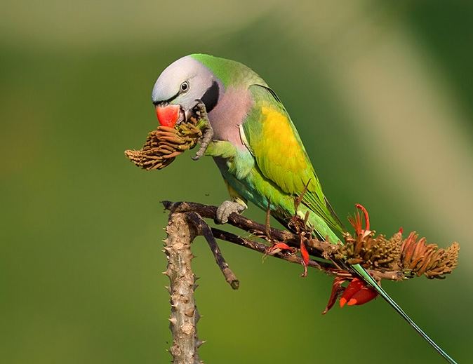 Khoa học nói gì về hiện tượng vẹt bay vào nhà