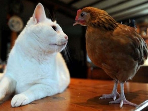 Tổng quan về tính cách tuổi Mão và tuổi Dậu