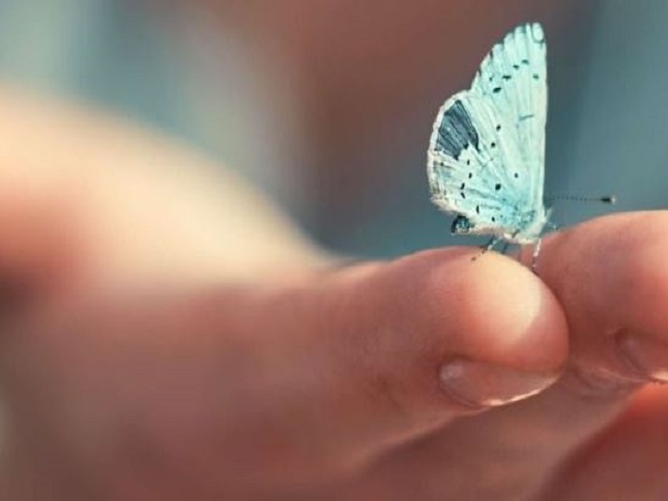 Bướm trắng trong quan niệm dân gian và tâm linh