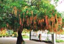 cây phong thủy trước nhà