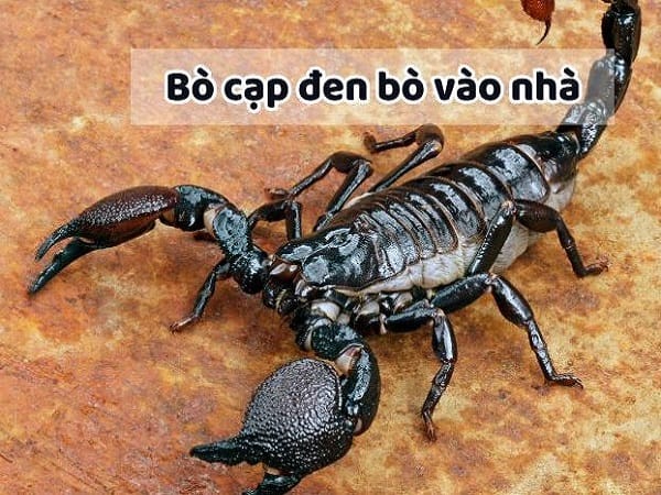 Bọ cạp vào nhà theo góc nhìn tâm linh