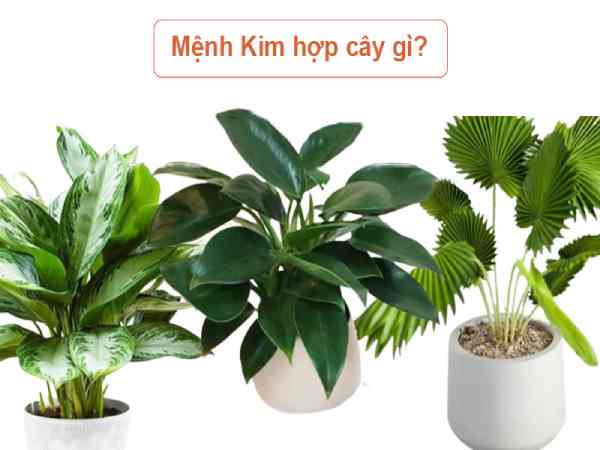 Mệnh Kim hợp cây gì để bàn?