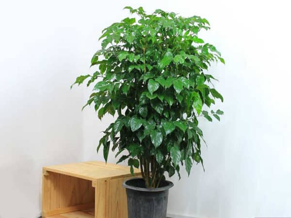 Cây hạnh phúc hợp tuổi nào?