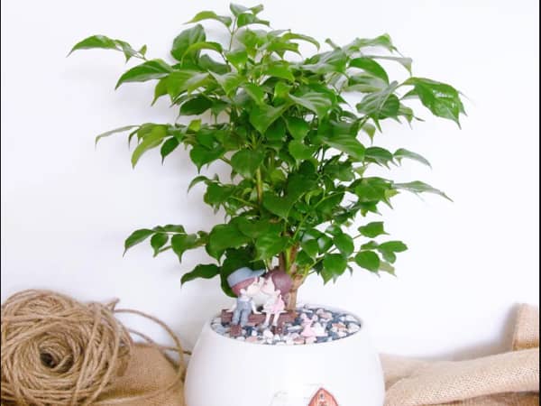 Giới thiệu chung về cây hạnh phúc