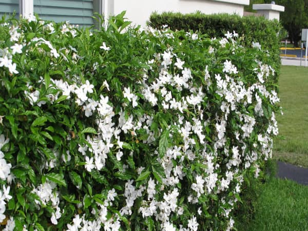 Giới thiệu về cây Mai Vạn Phúc