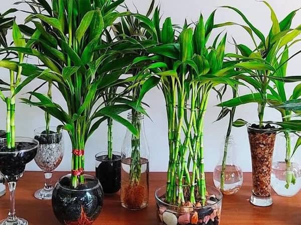 Cây phát lộc hợp tuổi nào?