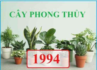 1994 hợp cây gì