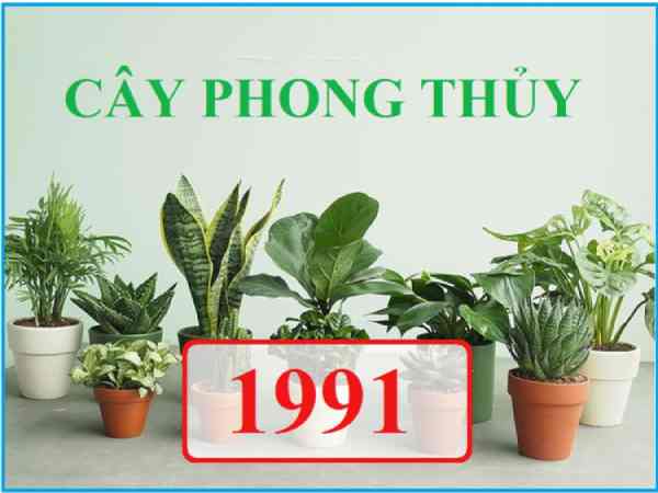Nguyên tắc chọn cây phong thủy cho tuổi 1991