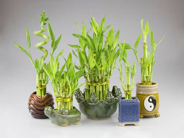 Giới thiệu về cây phát lộc