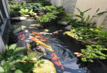 phong thủy hồ cá trước nhà