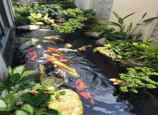 Nên đặt hồ cá trước nhà ở đâu hợp phong thủy và thẩm mỹ? phong thủy hồ cá trước nhà