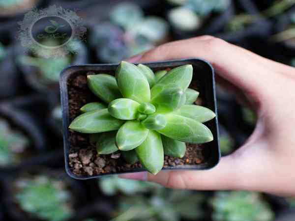 Cây Sen Đá (Sen Đá Kim Cương)