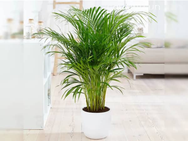 Trồng cây gì để tăng dương khí? Top 7 loại cây phong thủy tốt nhất