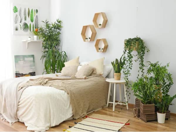 Tại sao nên trồng cây trong phòng ngủ?