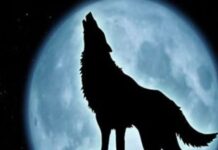 Chó hú ban đêm là điềm gì, mang ý nghĩa gì tốt hay xấu