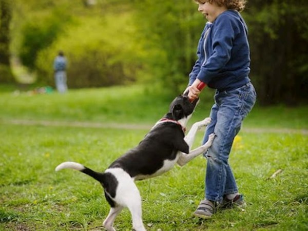 Nằm mơ thấy bị chó cắn là điềm gì, số mấy giải vận?