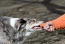 Nằm mơ thấy bị chó cắn là điềm gì, số mấy giải vận?