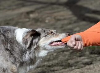 Nằm mơ thấy bị chó cắn là điềm gì, số mấy giải vận?