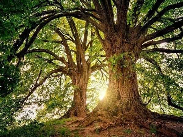 Giải mã chi tiết các giấc mơ thấy cây cổ thụ
