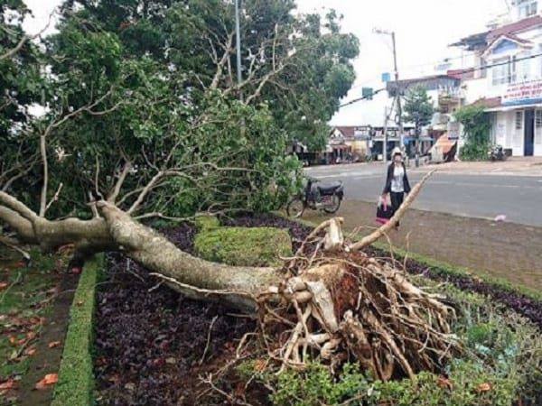 Nằm mơ thấy cây đổ là điềm gì