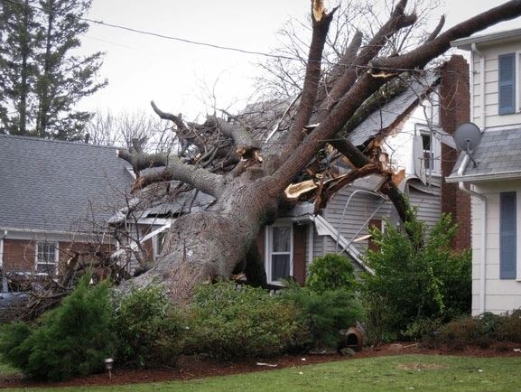 Giải mã chi tiết các giấc mơ thấy cây đổ