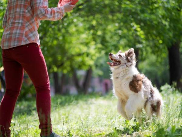 Nằm mơ thấy chó đuổi là điềm gì, nên làm gì để tránh xui?