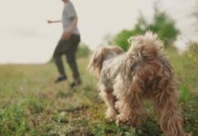 Ngủ mơ thấy chó đuổi người khác