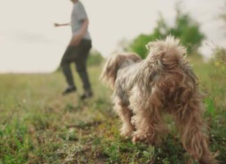 Ngủ mơ thấy chó đuổi người khác