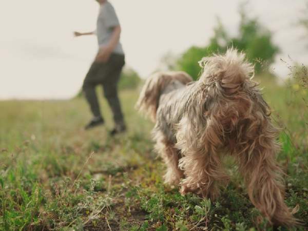 Ngủ mơ thấy chó đuổi người khác