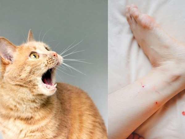 Giải mã ý nghĩa giấc mơ thấy mèo cắn là điềm gì?