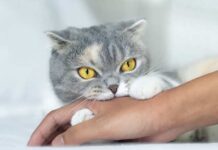 Nằm mơ thấy mèo cắn là điềm báo gì, chọn số gì phát tài?